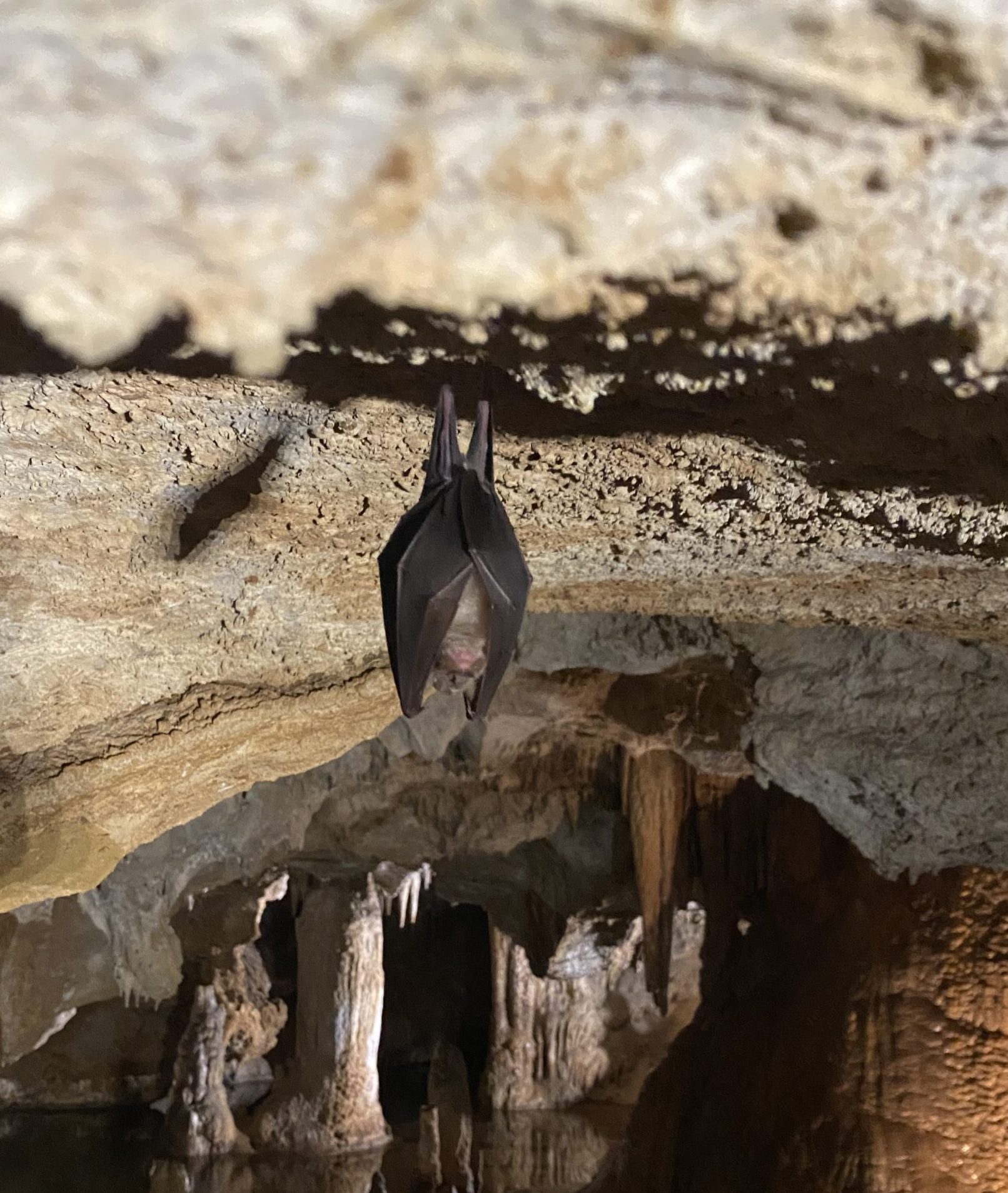 Our Lipa cave as a protected natural reserve of Montenegro is also home to bats, but they can be found only in deeper and completely dark channels.